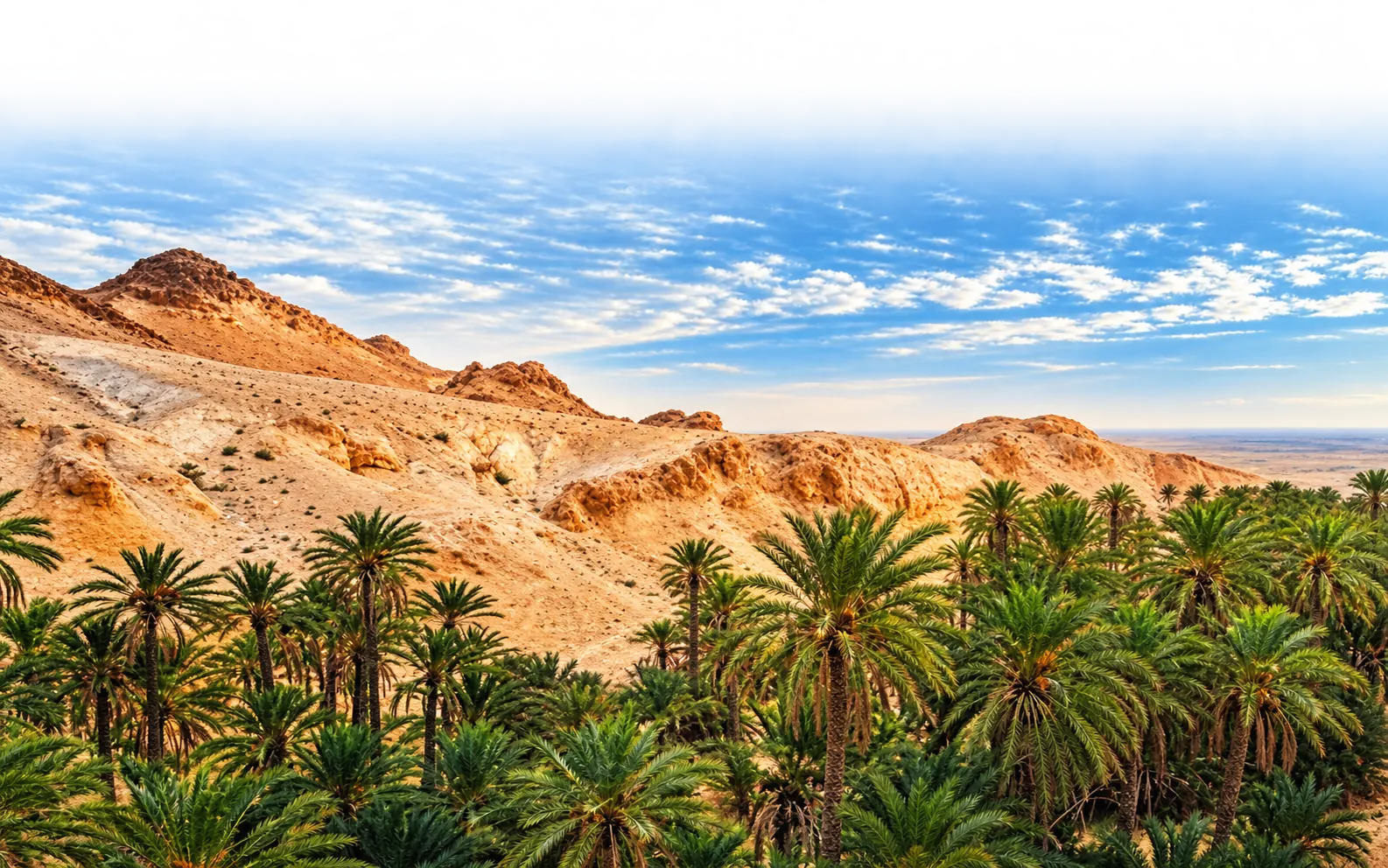 Oasis de Kébili, Tunisie