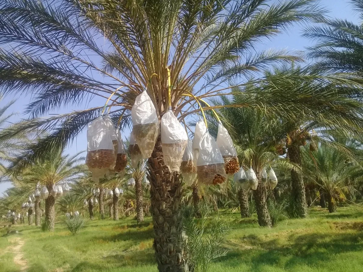 Palmeraie de l'oasis de Kébili, régimes de dattes protégés